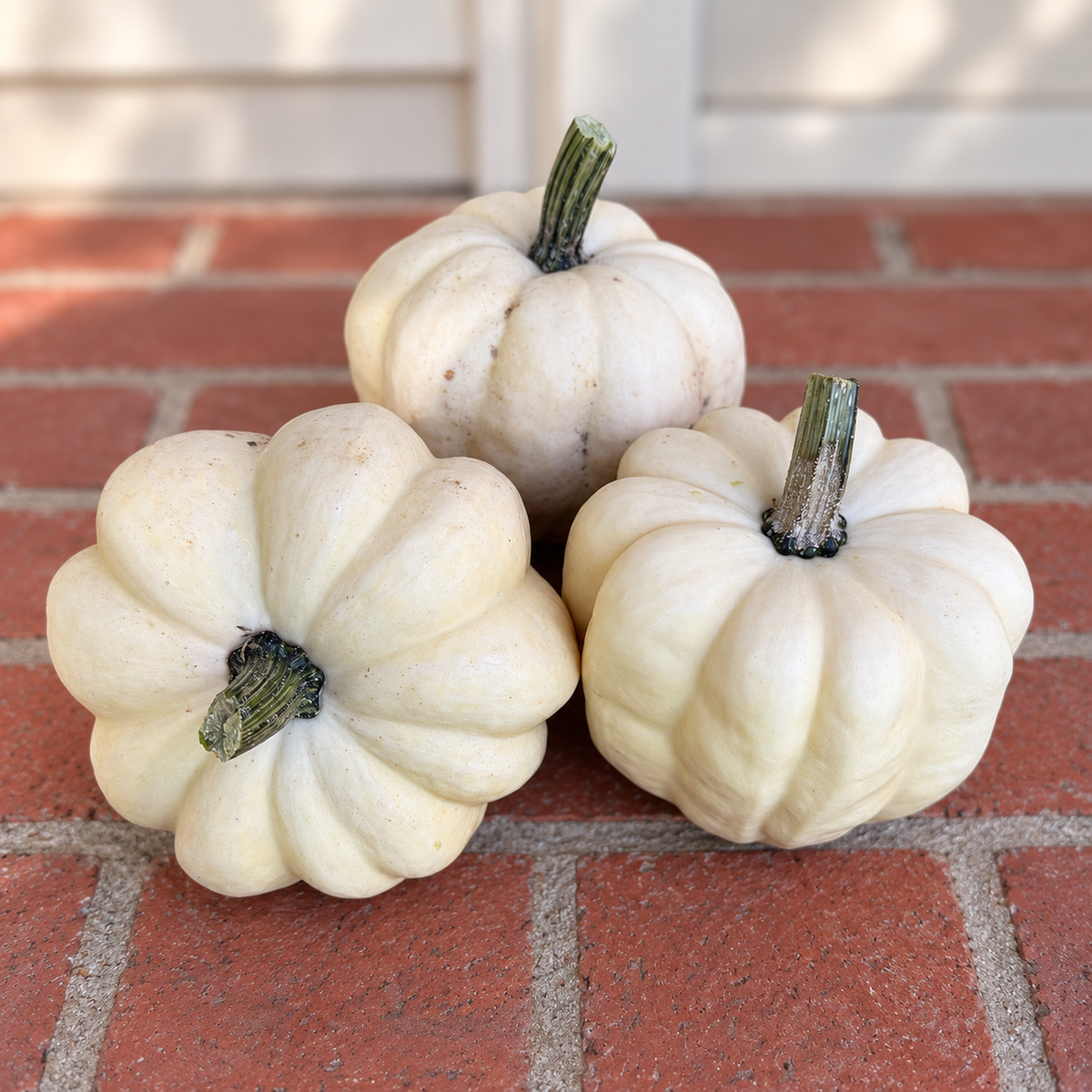 White Acorn Squash