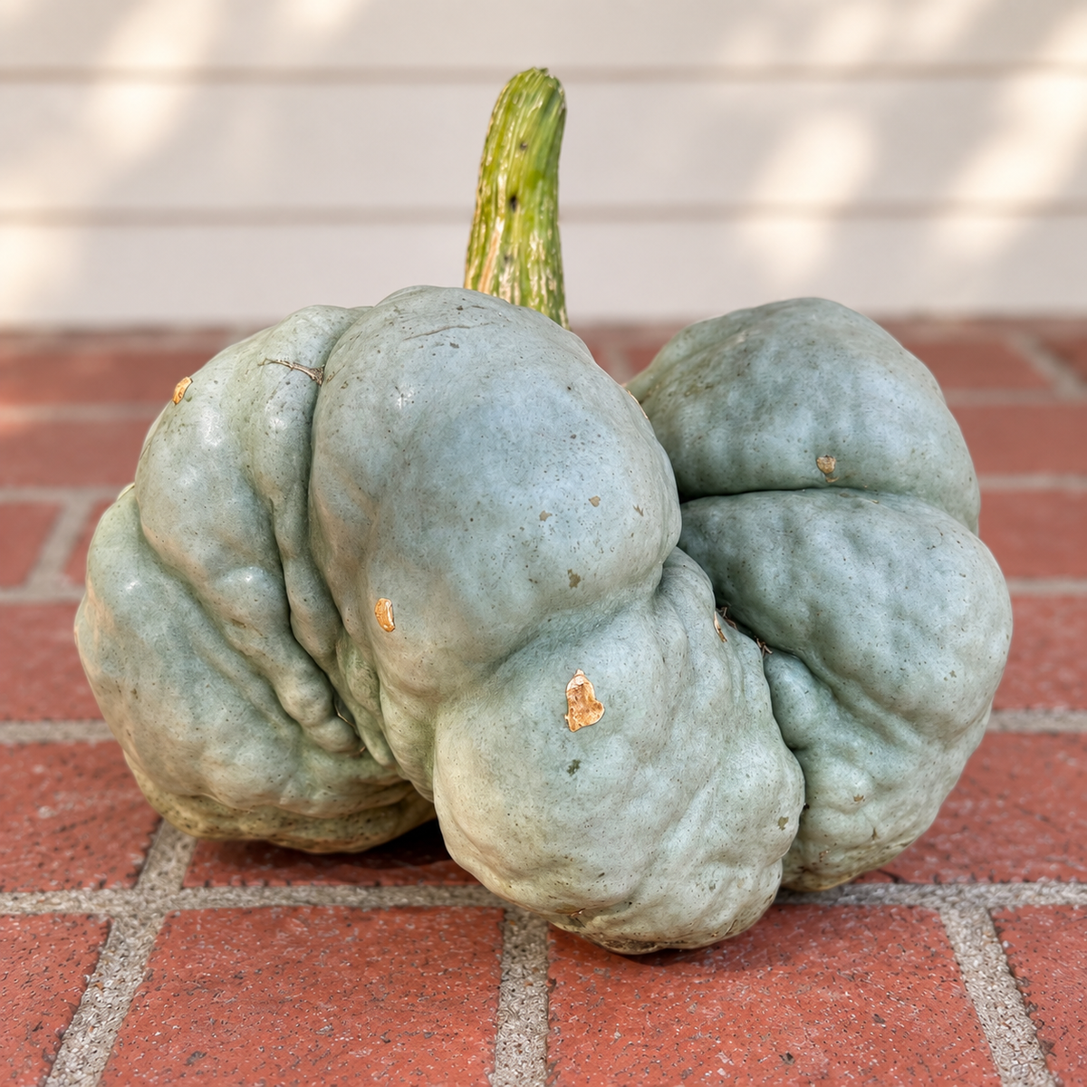 Homegrown Blue Triamble winter squash from Four Little Acres