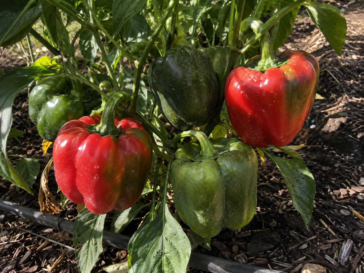 Homegrown bell peppers ripening on the plant in the Four Little Acres garden