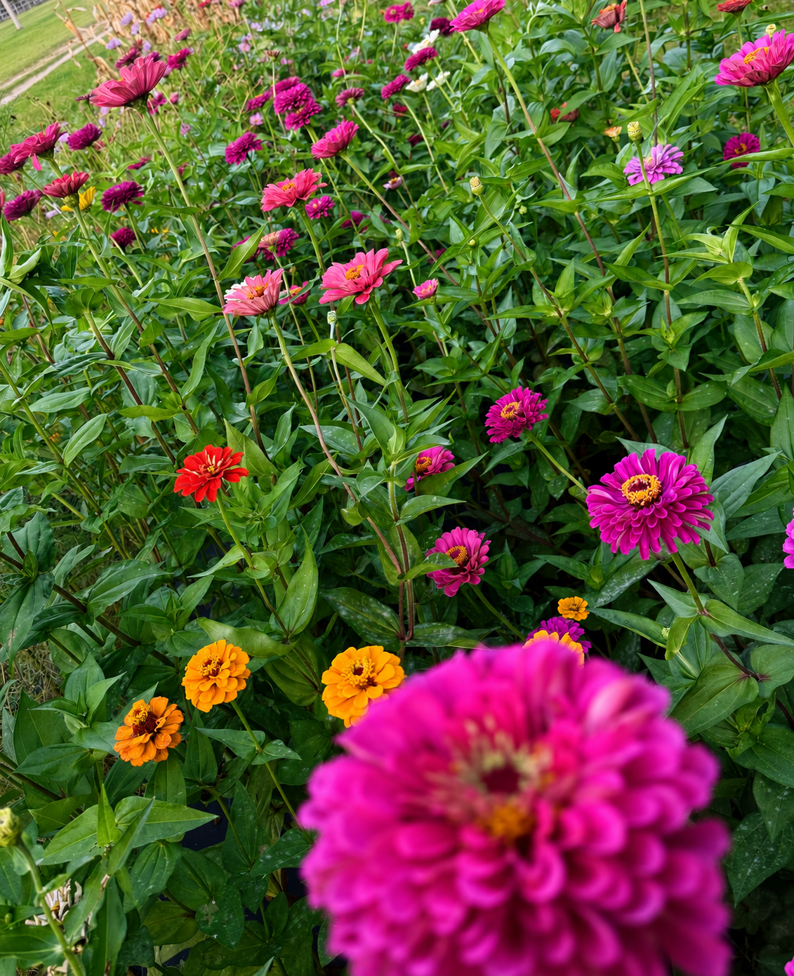 Farm-fresh colorful zinnia flowers grown at Four Little Acres