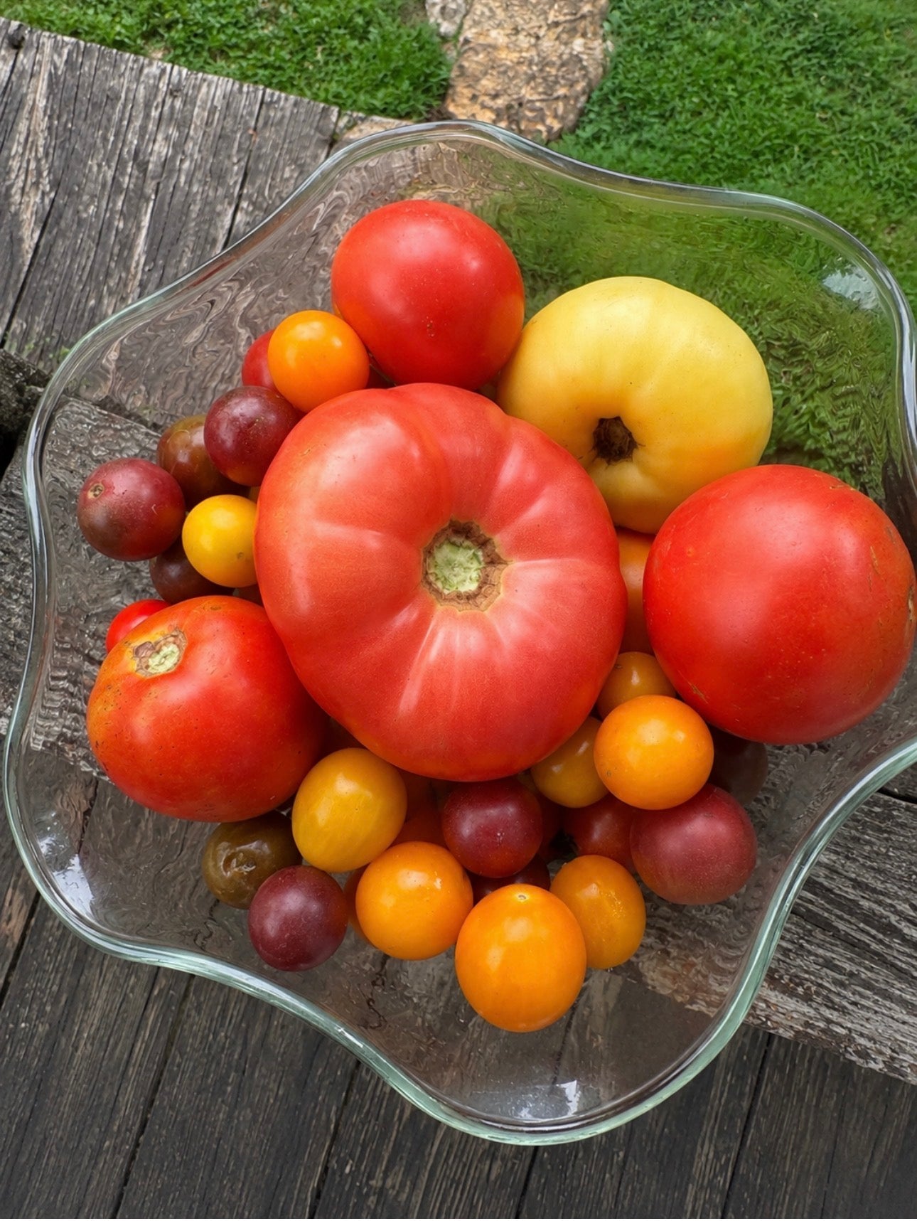 Freshly harvested cherry tomatoes from the Four Little Acres garden