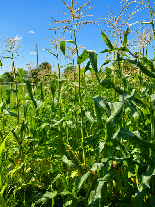 Sweet corn growing in the garden at Four Little Acres