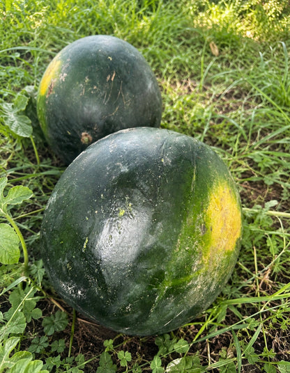 Homegrown watermelons growing in the garden at Four Little Acres