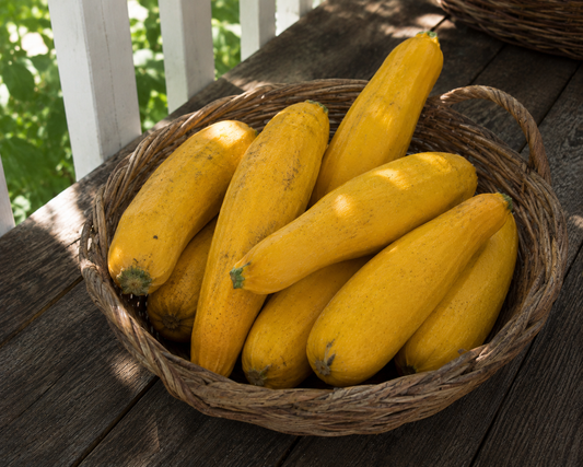 Freshly harvested yellow summer squash from the Four Little Acres garden