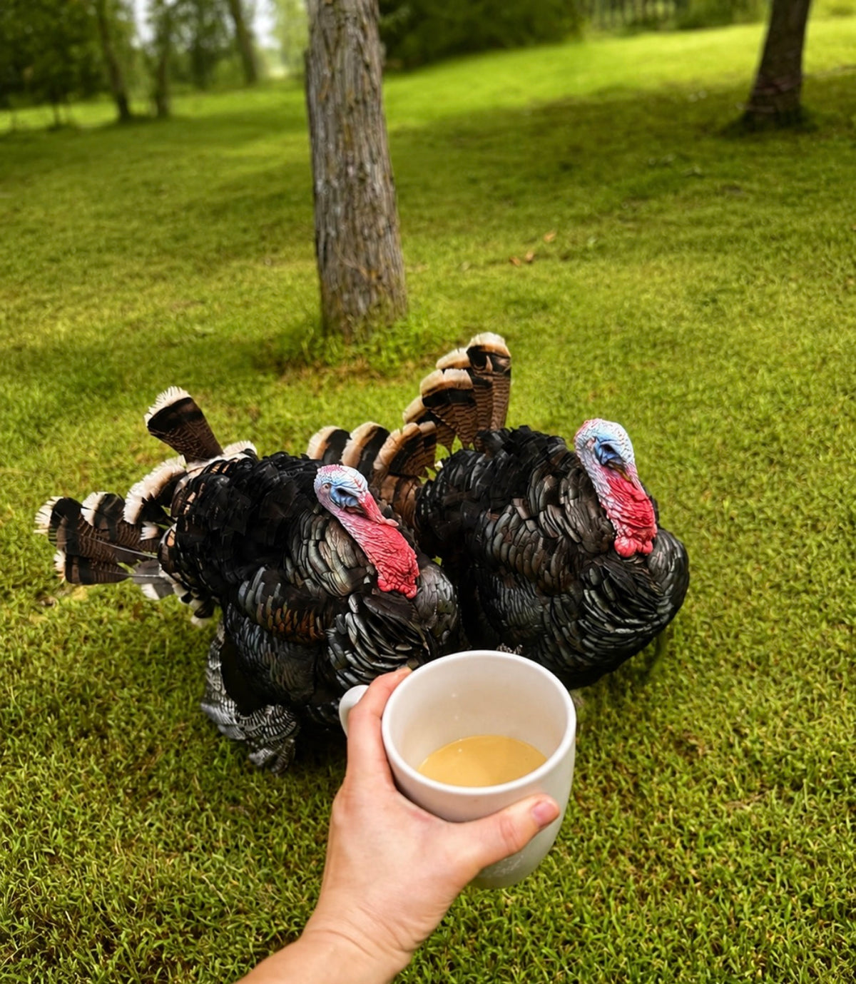Harvest Maple Syrup added to morning coffee at Four Little Acres